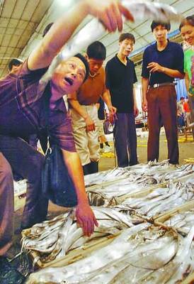 透骨新鮮第一網(wǎng)魚上市——品味海洋的饋贈(zèng)